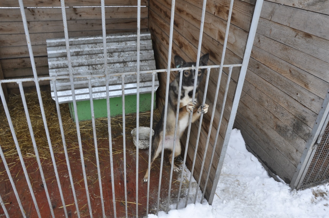 Собака у клітці в Домі Сірка